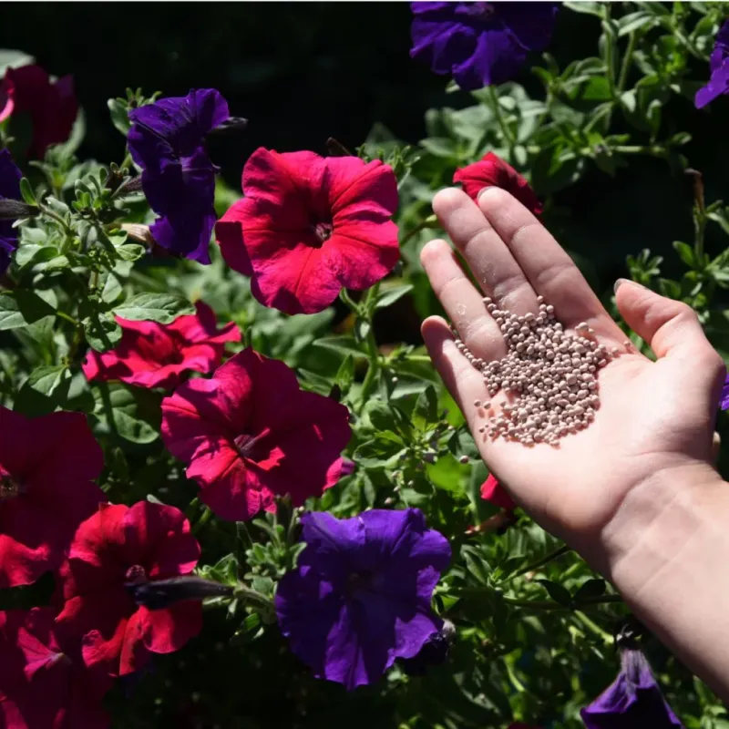 Over-Application of Fertilizer