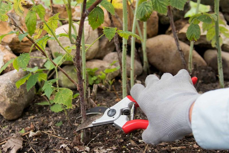 Failure to Prune