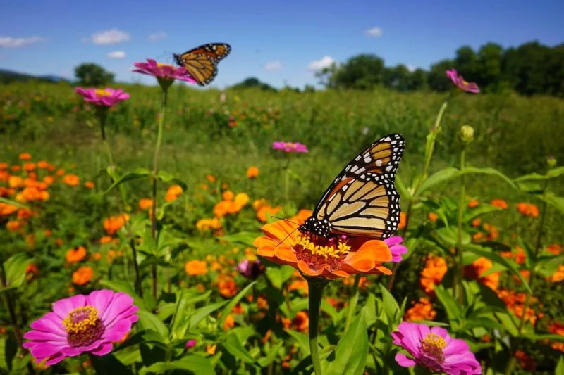 Butterfly Haven