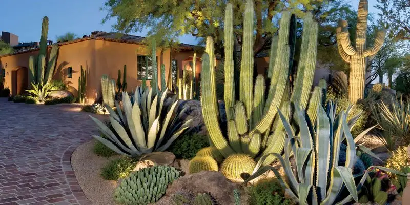 Desert Oasis