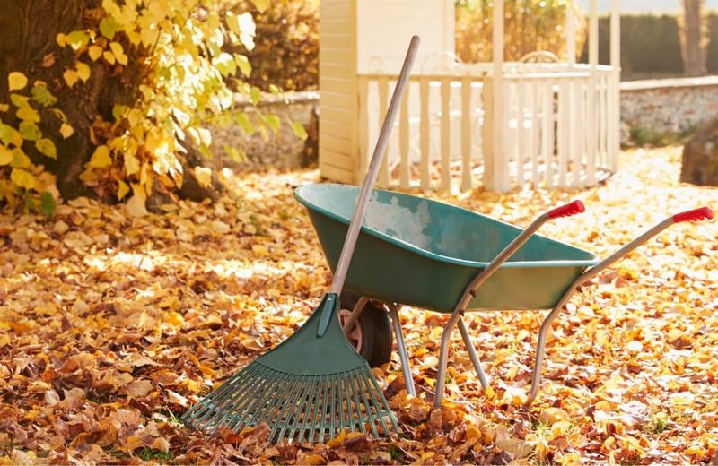 Fallen Leaves