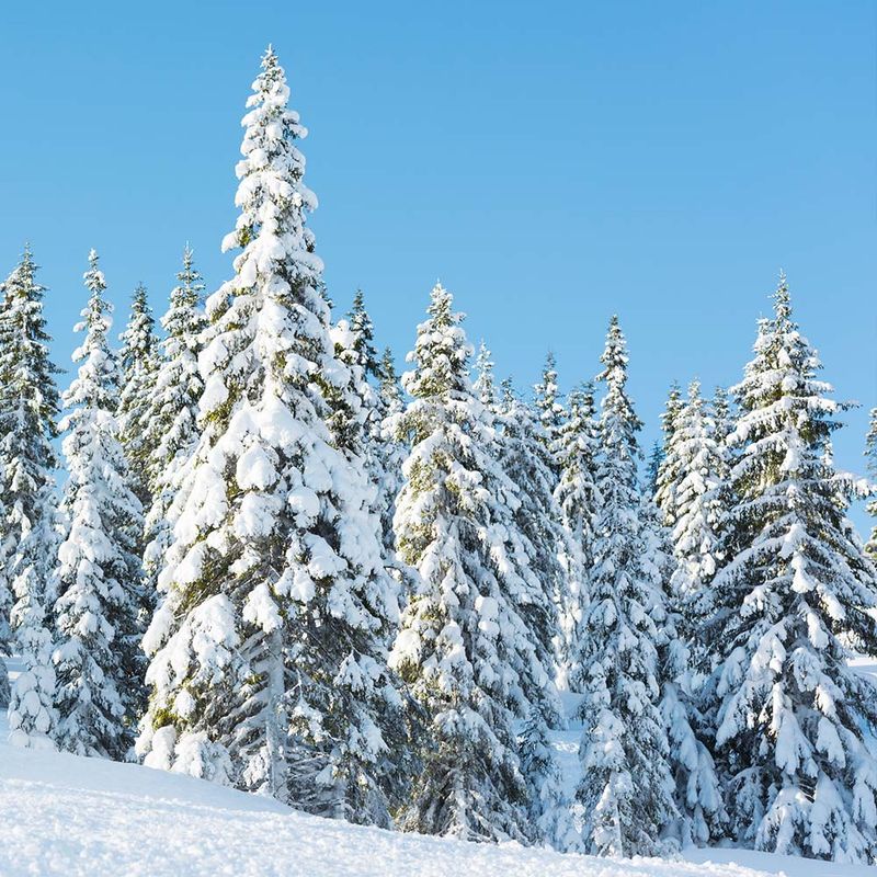 Norway Spruce