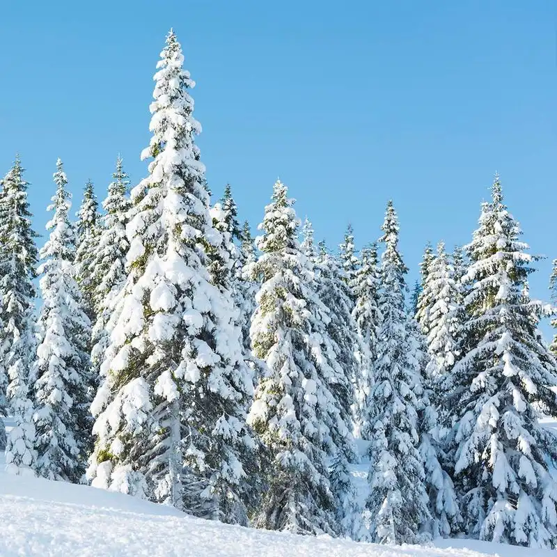 Norway Spruce
