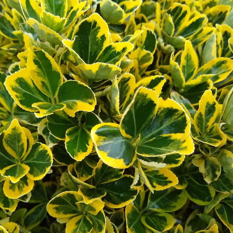 Euonymus