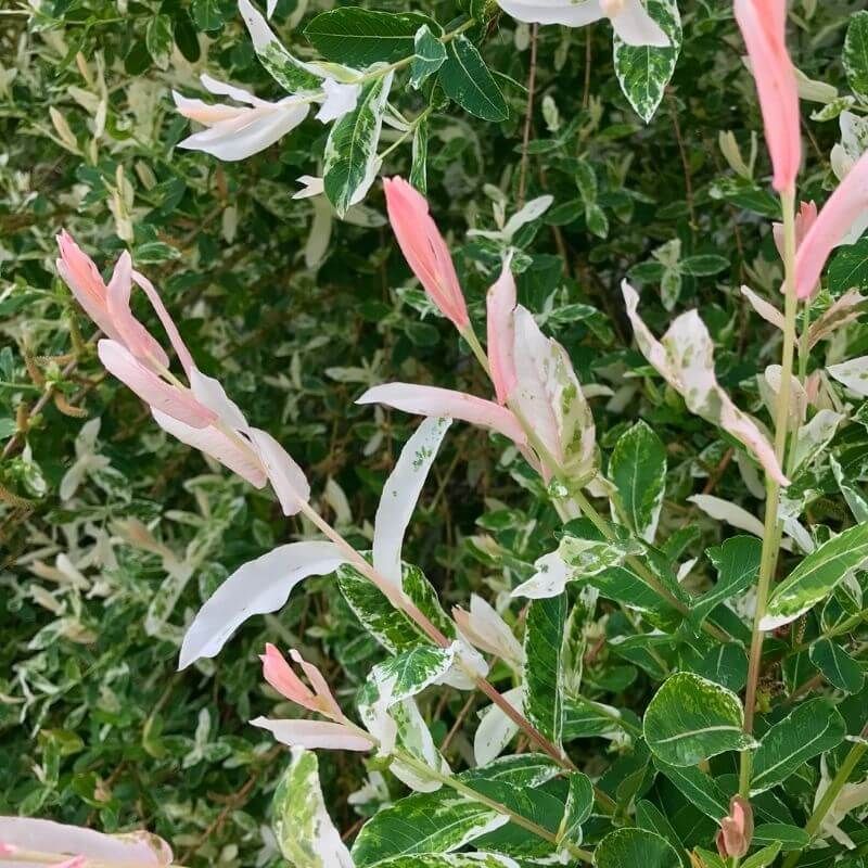 Seasonal Transformation
