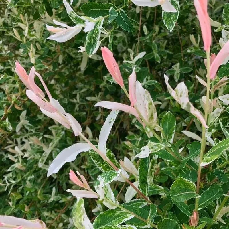 Seasonal Transformation