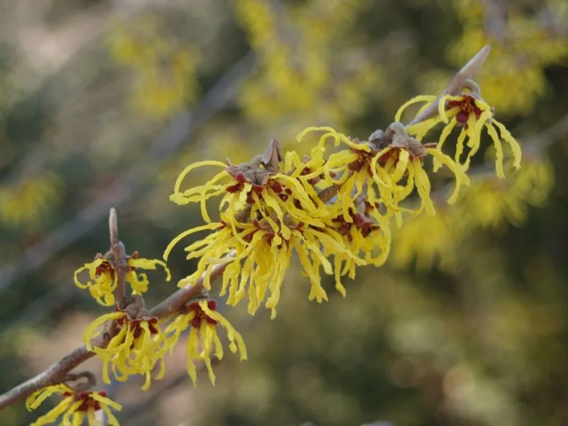 February: Witch Hazel