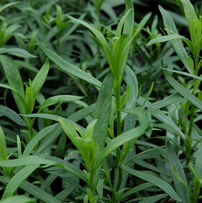 Tarragon