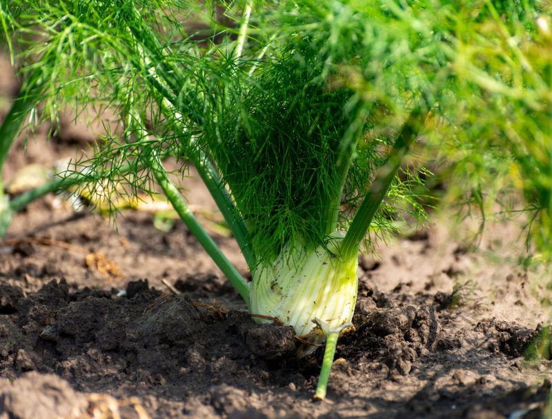 Fennel