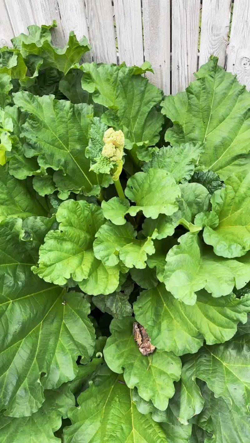 Rhubarb