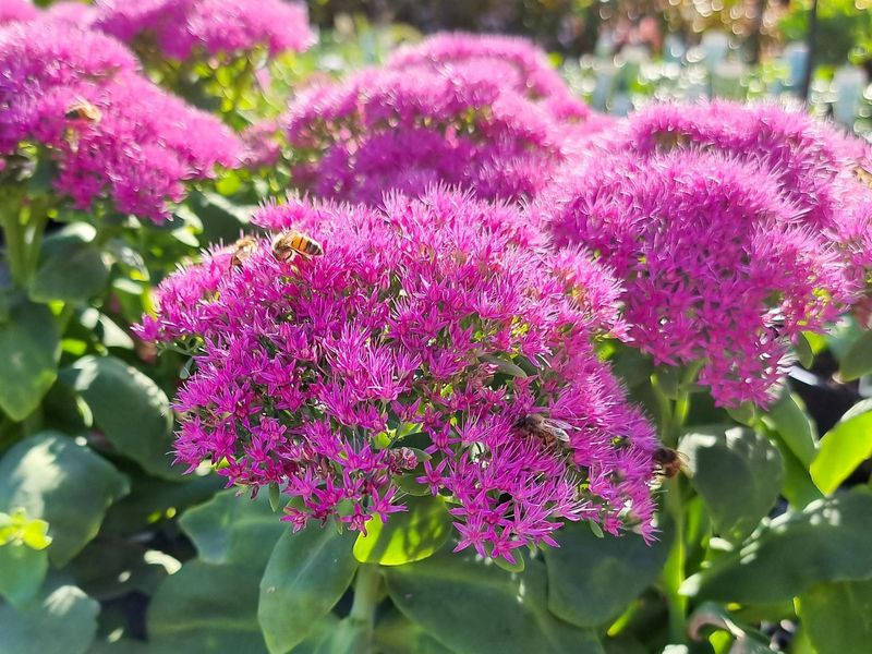 Sedum
