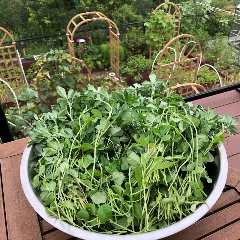 Fenugreek