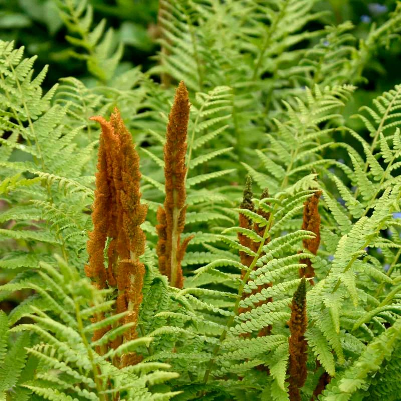 Fern