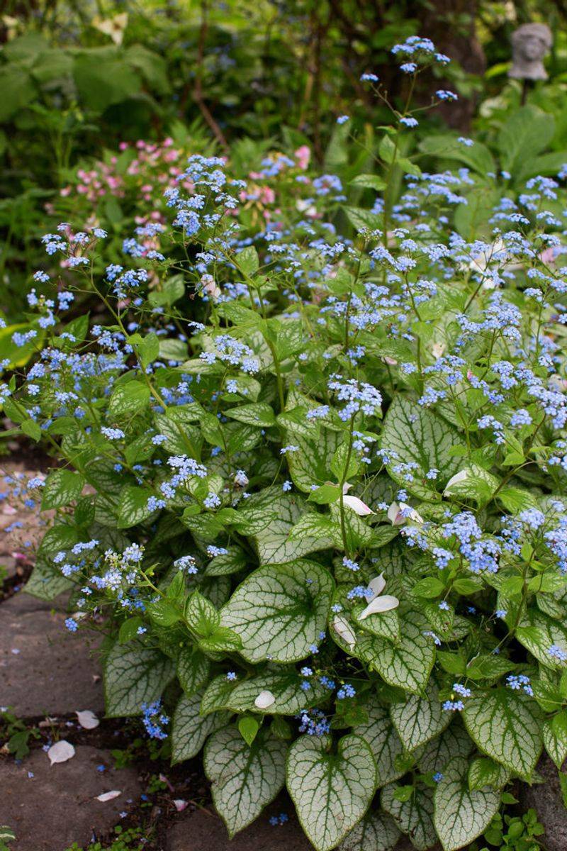 Brunnera