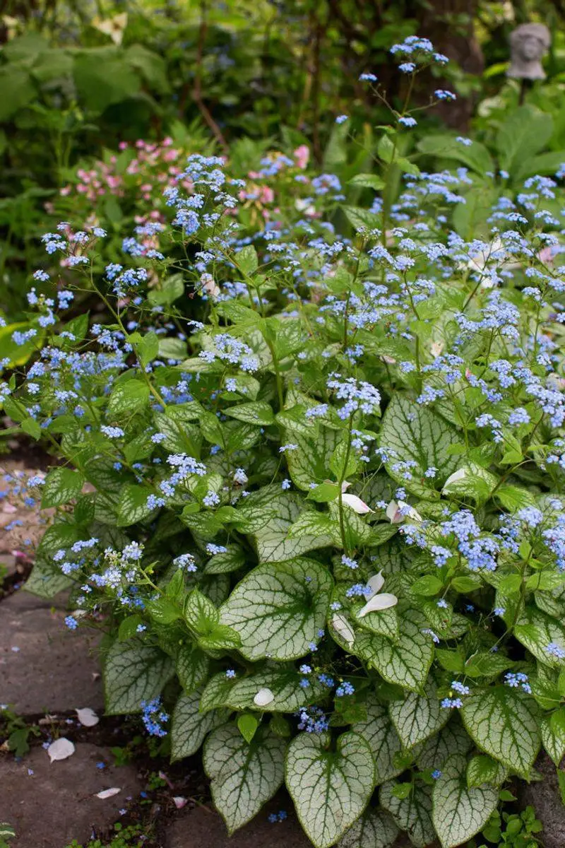 Brunnera