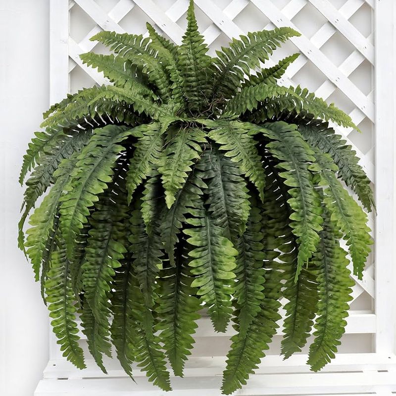 Ferns
