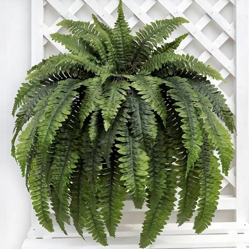 Ferns