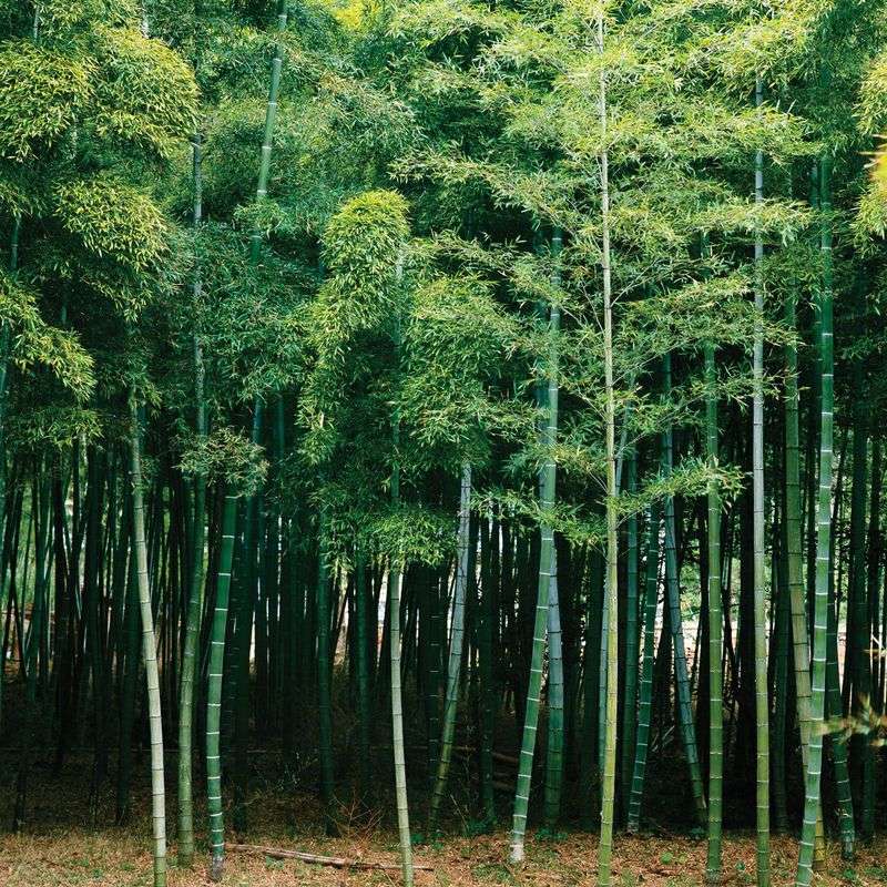 Bamboo