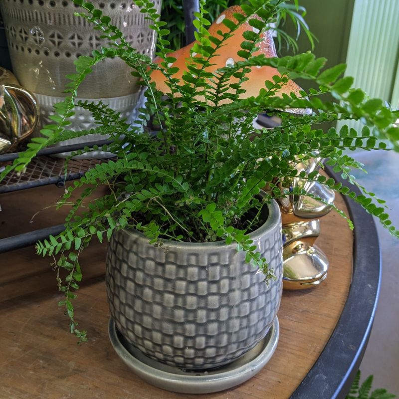 Ferns