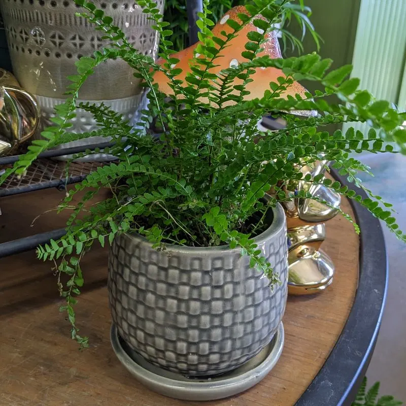 Ferns