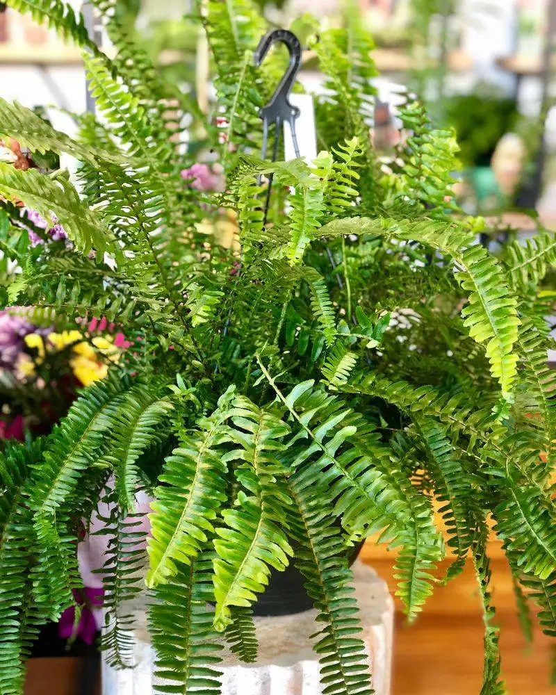 Ferns