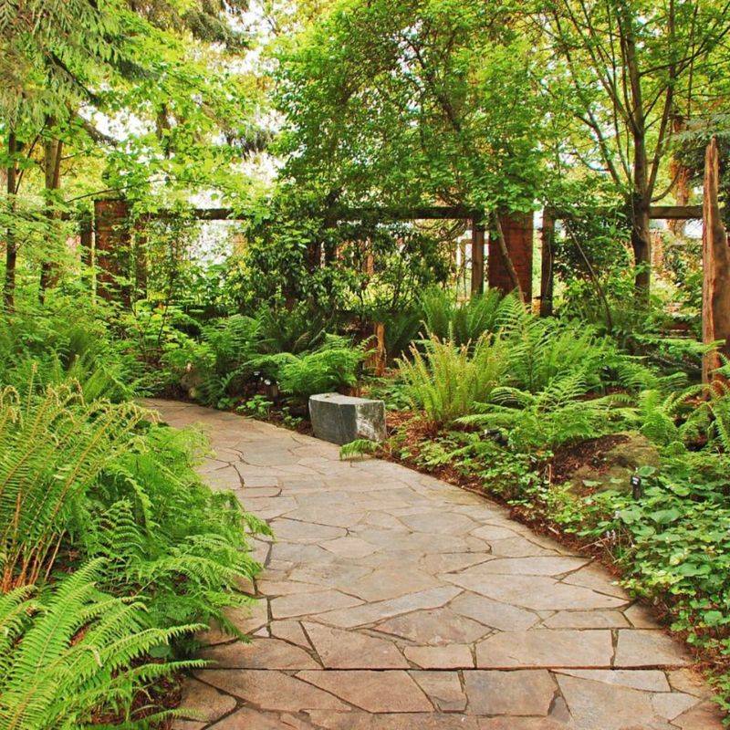 Ferns