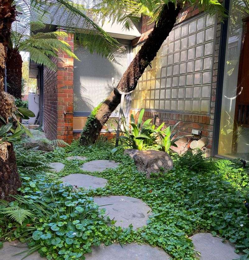 Ferns' Whimsical Touch