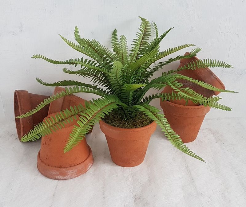 Ferns
