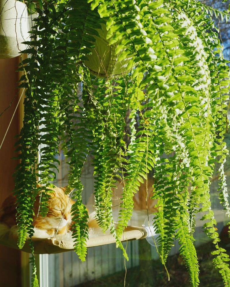 Ferns