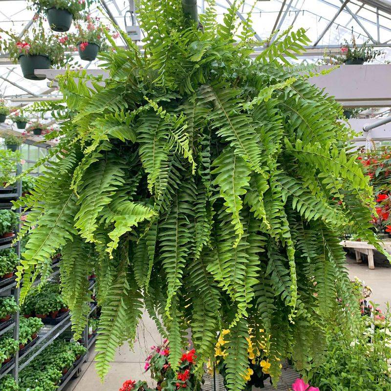 Ferns