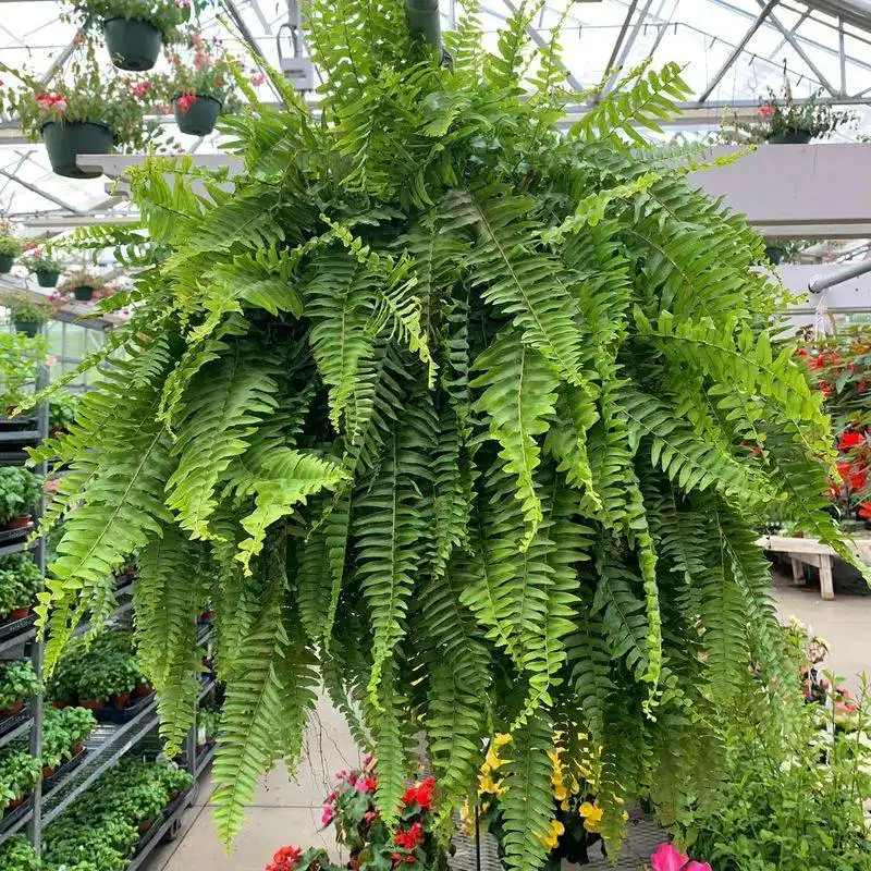 Ferns