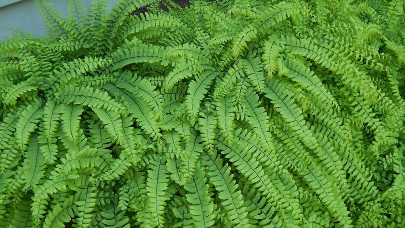 Ferns