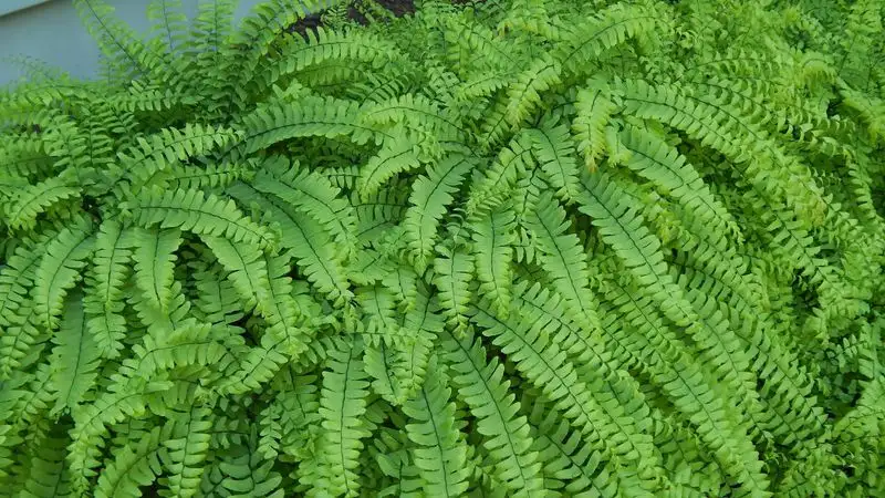 Ferns