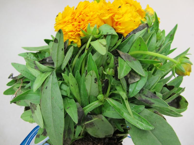 Pest and Disease Management