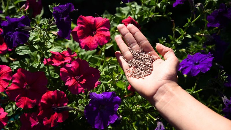 Fertilization Routine