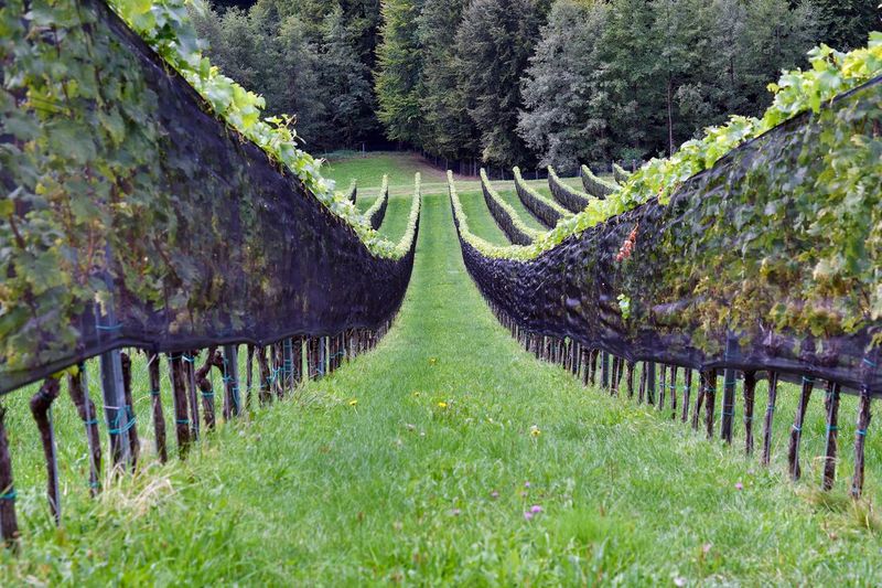 Canopy Management