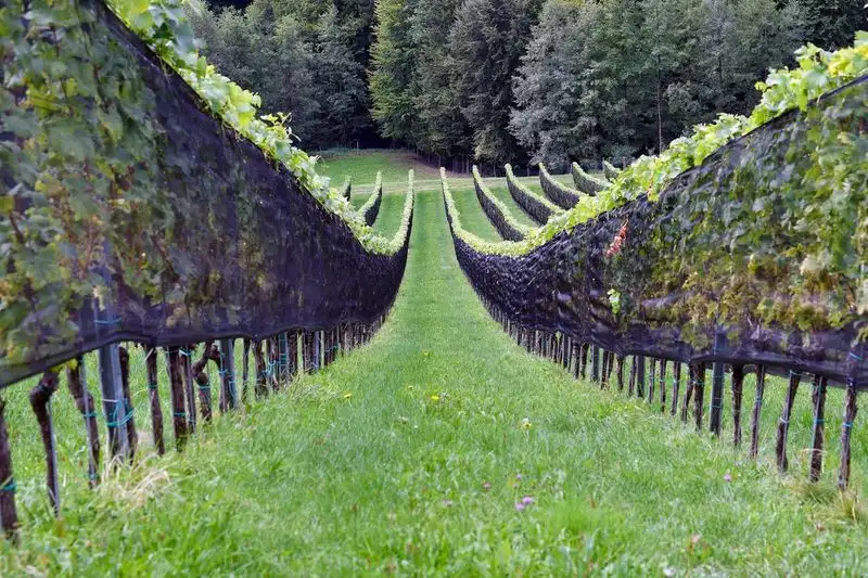 Canopy Management