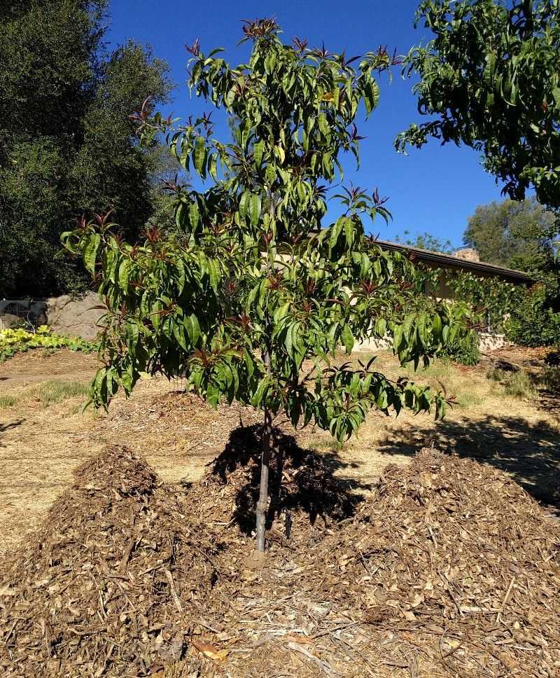 Mulching Benefits