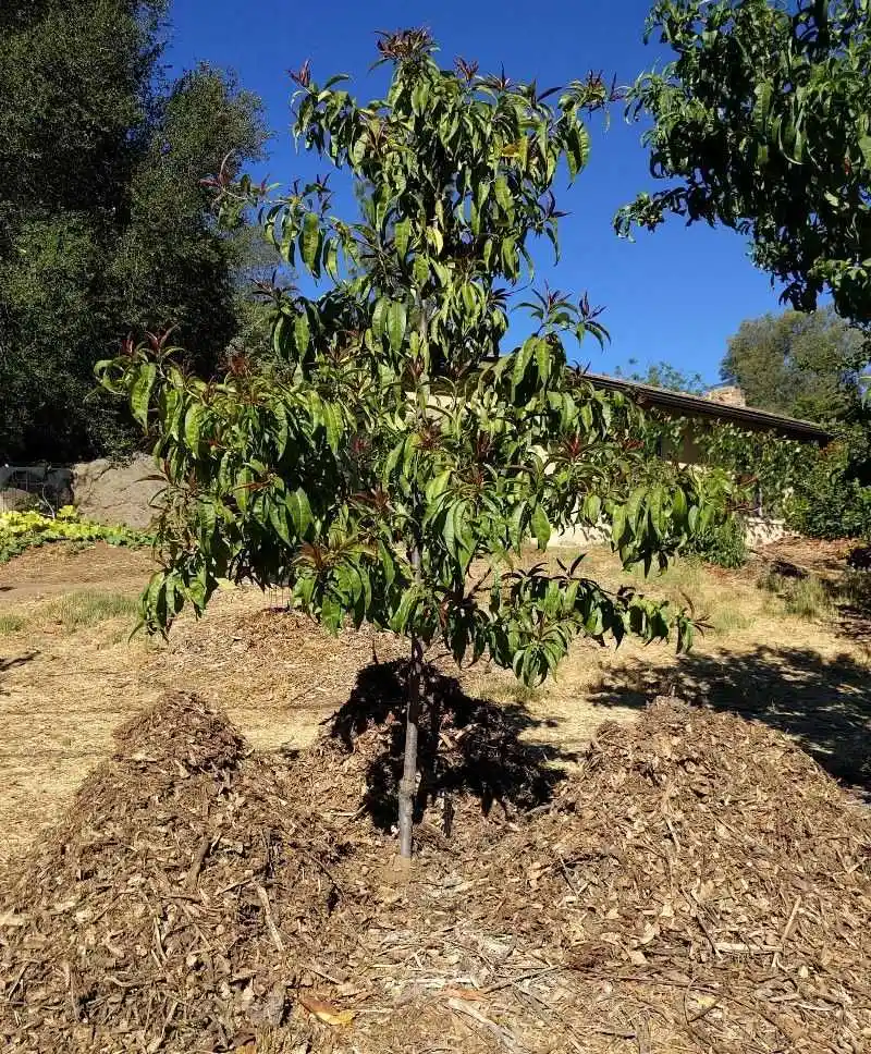 Mulching Benefits