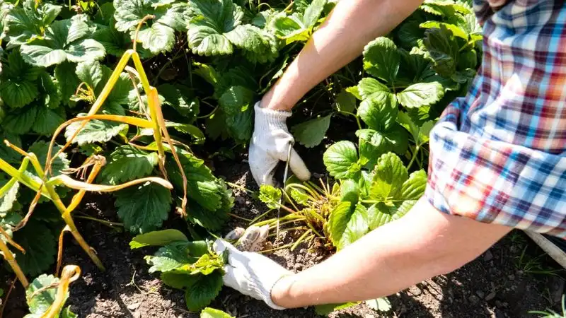 Pruning for Productivity