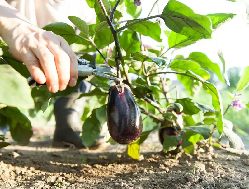 Pruning for Productivity