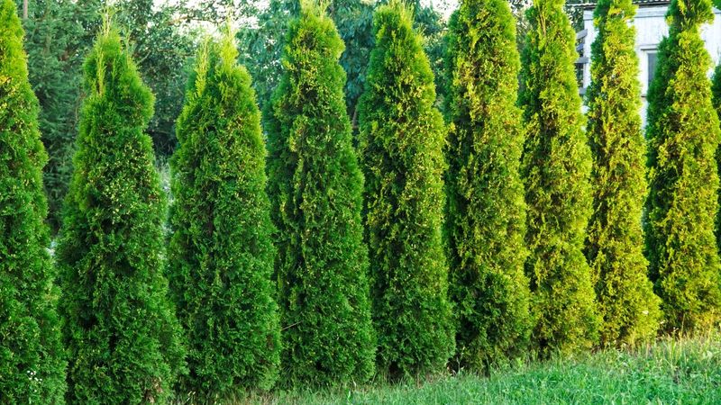 Fertilization and Nutrients