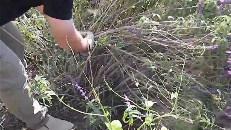 Pruning for Health and Shape