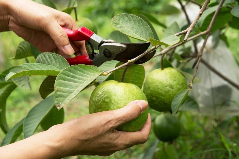 Pruning Practices
