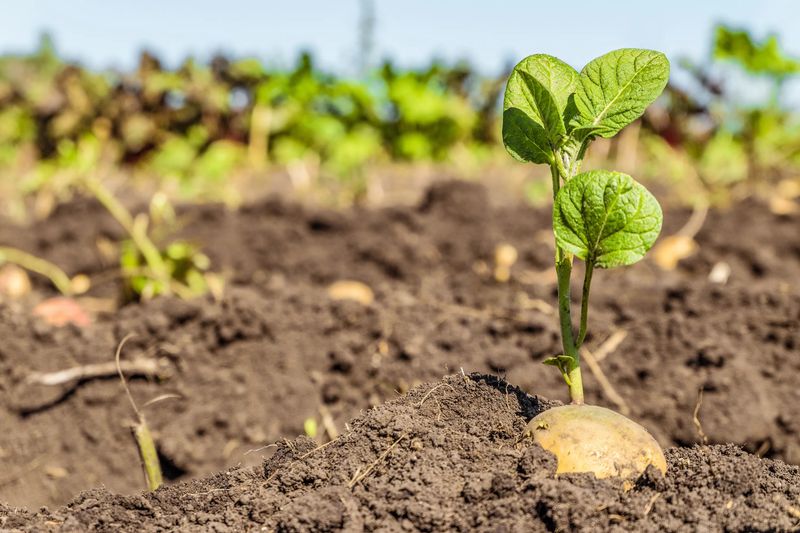 Fertilize Properly