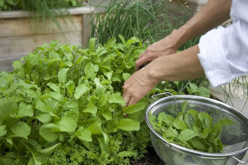 Fertilize Regularly