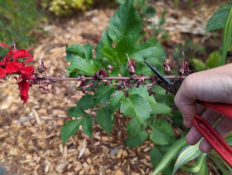 Prune for Continuous Blooms