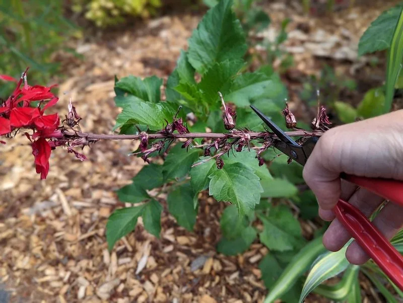 Prune for Continuous Blooms