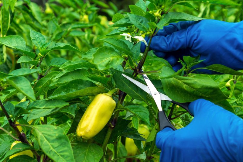 Prune for Better Growth