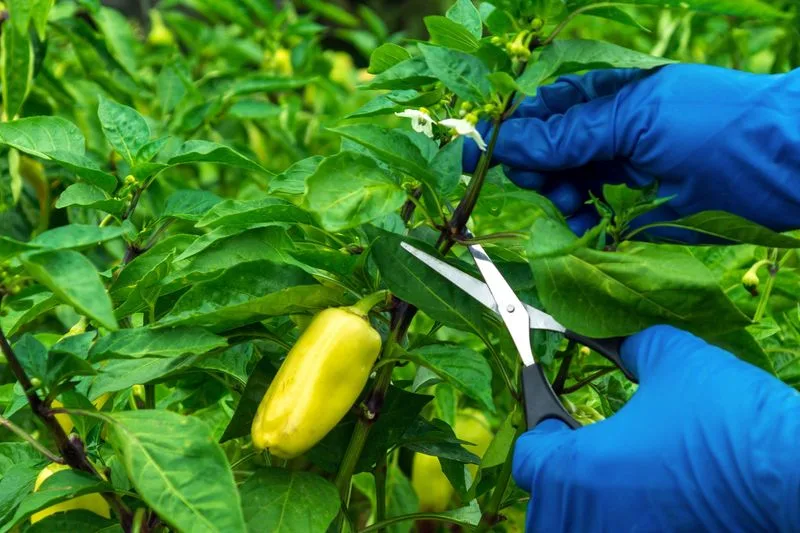 Prune for Better Growth